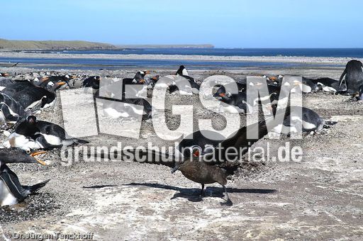 Eselspinguin (52 von 97).jpg